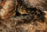 Petrified Wood (Juniper) End Cut - Tuscarora, Nevada #322649-2
